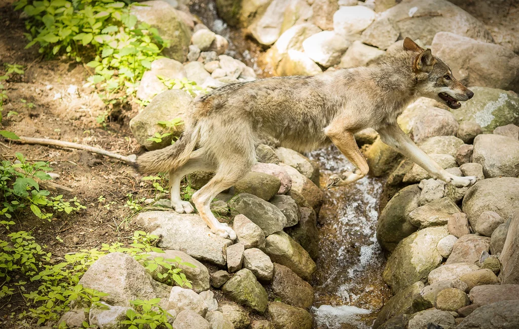 Ausflugsziel WildparkMV